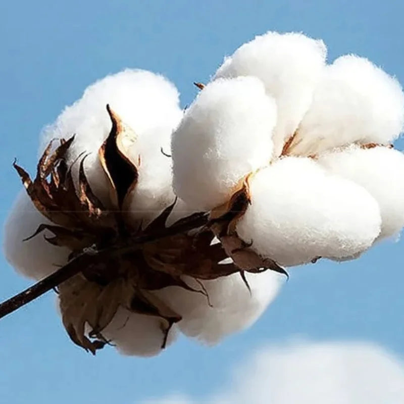 Tito Double P “¡Ay Mamá! Tour 2025” T-Shirt – Black