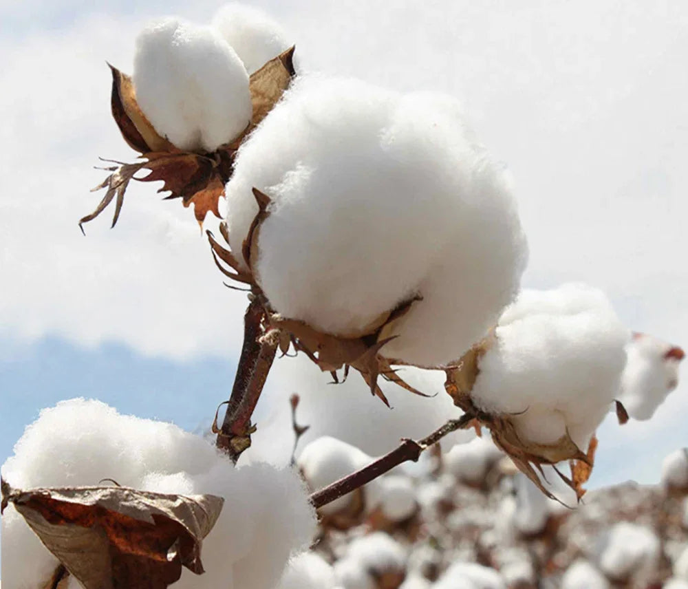 Junior H Sad Boyz Official T-Shirt – Beige