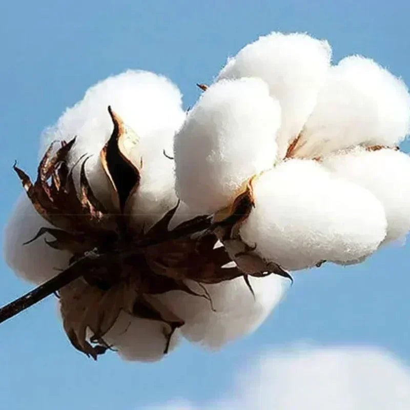 Tito Double P “¡Ay Mamá! Tour 2025” T-Shirt – Black