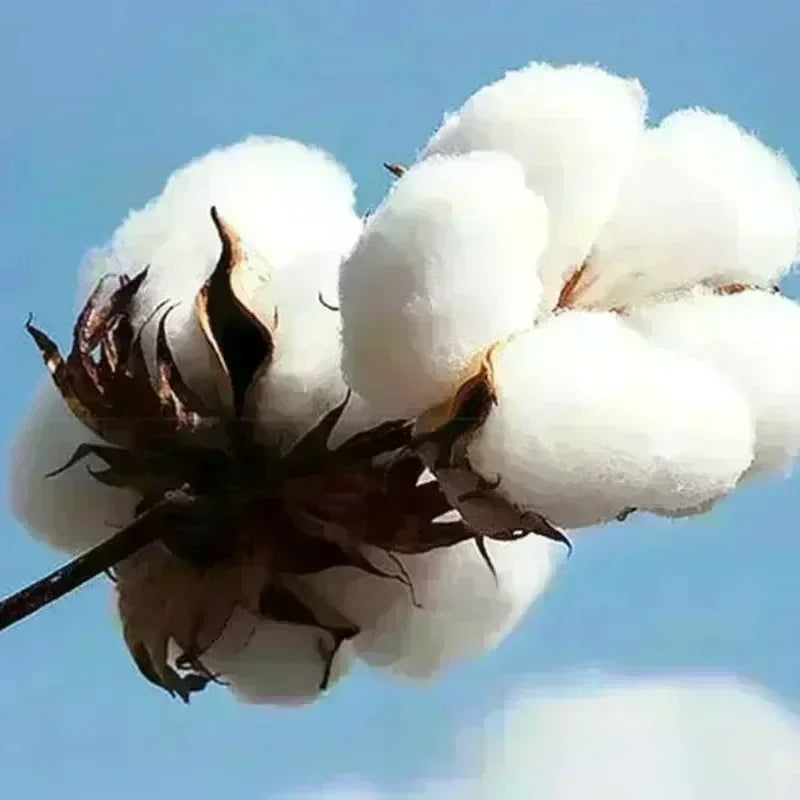 Beéle “Borondo” Hoodie – Black